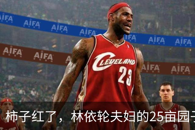 柿子红了，林依轮夫妇的25亩园子火了，这才是神仙日子！